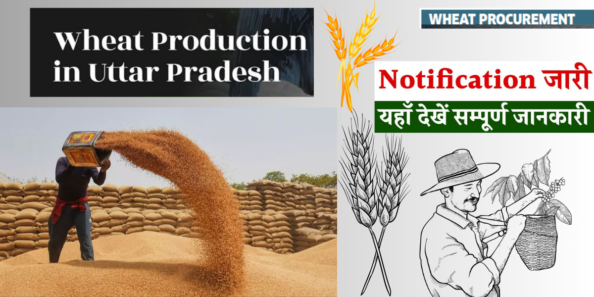 Wheat procurement sufficient for food-security schemes